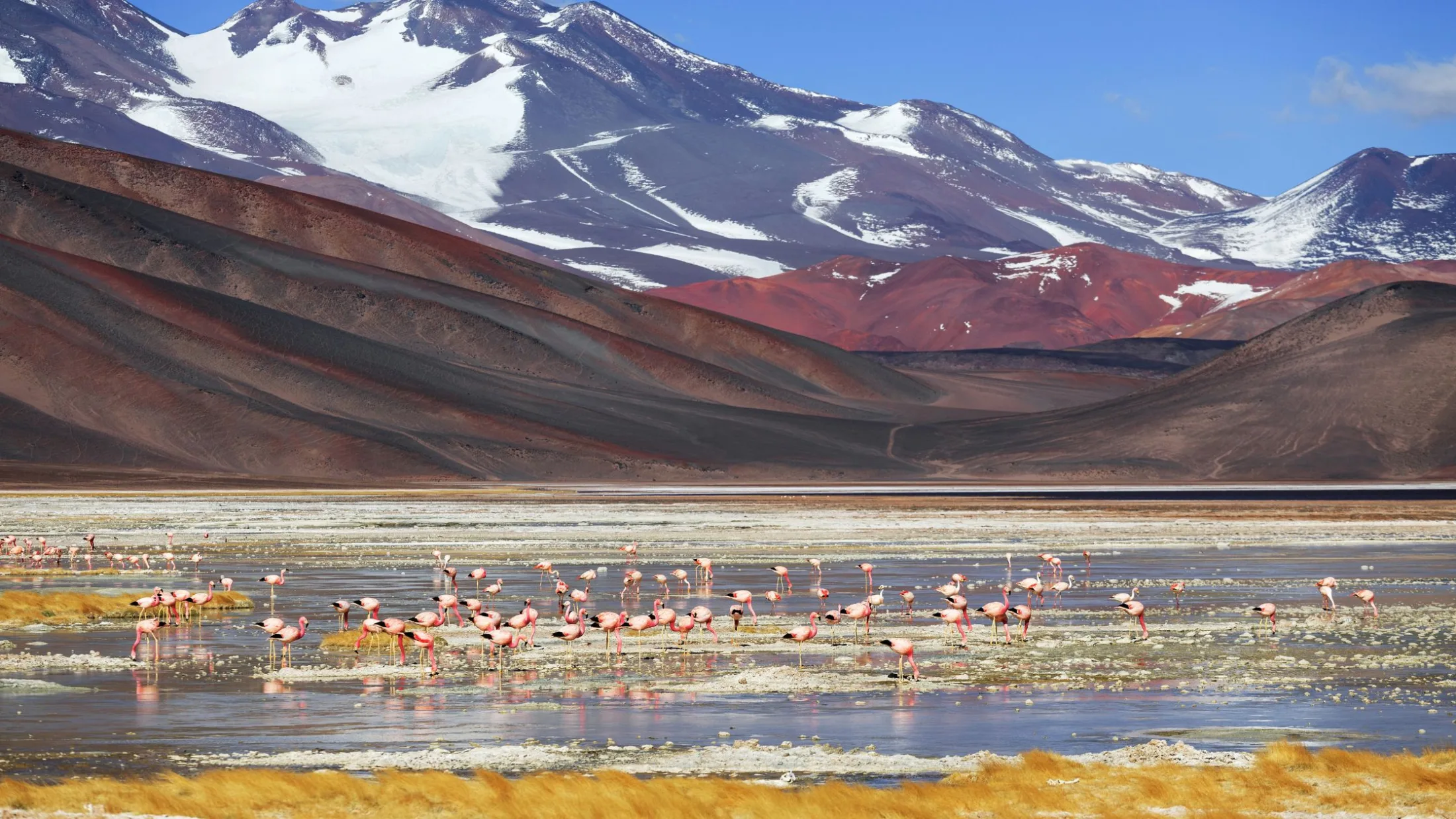 Flamingos na Laguna Grande, em Catamarca, com águas rasas, montanhas coloridas e picos nevados da Cordilheira dos Andes, no norte da Argentina.