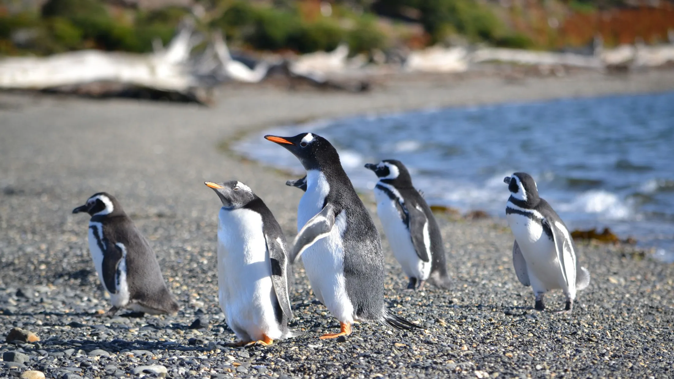 Porto e montanhas em Ushuaia
