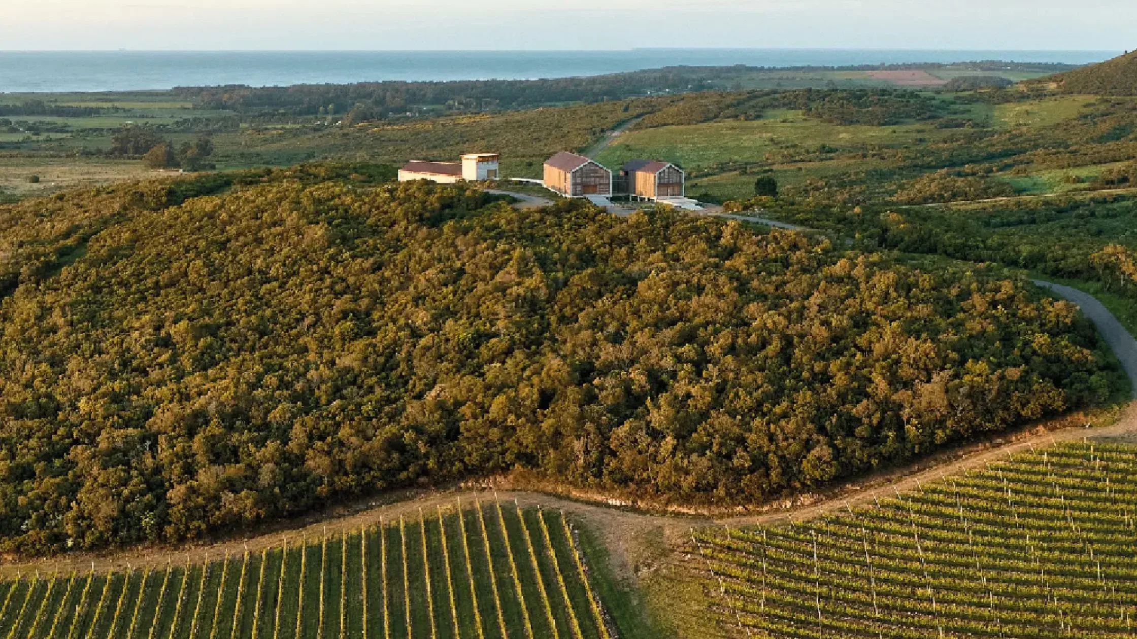 Vista aérea dos vinhedos e da propriedade da Vinícola Bouza, em Montevidéu, Uruguai.
