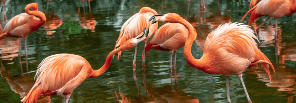 passeio bioparque temaiken my little buenos aires