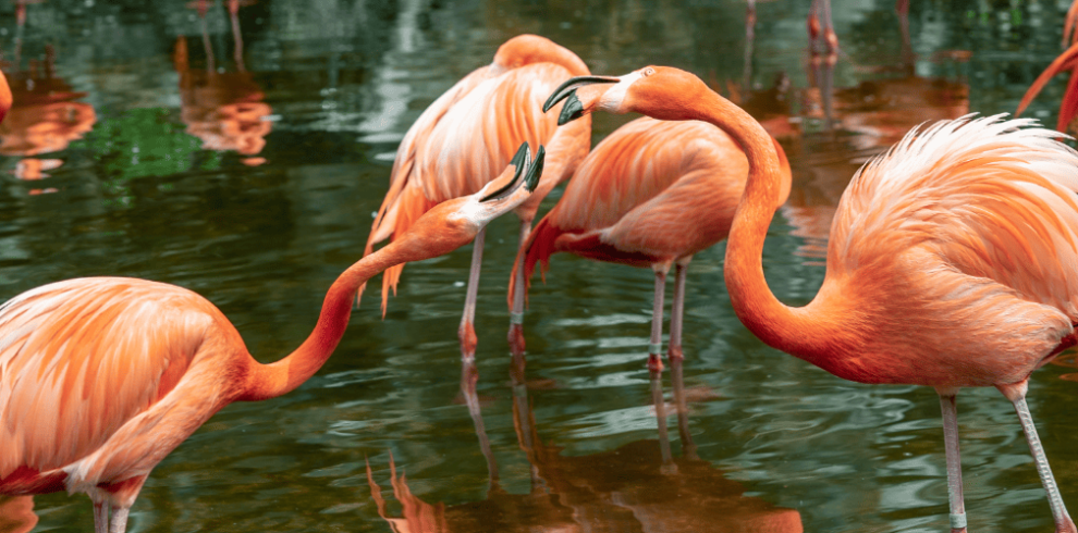 passeio bioparque temaiken my little buenos aires