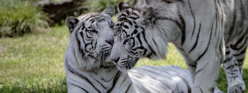 Descubra o Bioparque Temaikèn, a apenas 50 minutos de Buenos Aires! Um passeio educativo e divertido para todas as idades, com transporte e ingressos inclusos.