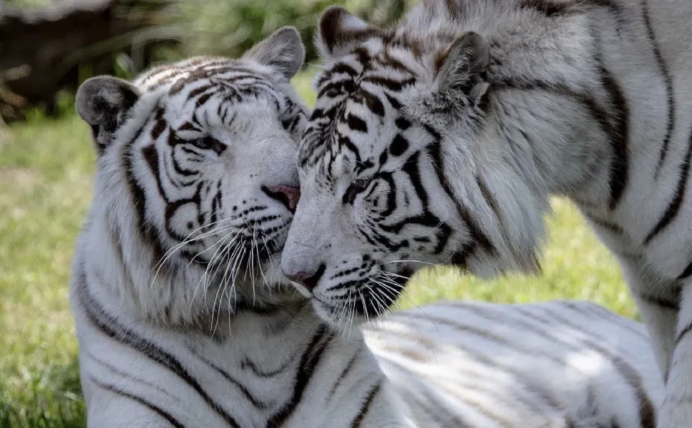 Descubra o Bioparque Temaikèn, a apenas 50 minutos de Buenos Aires! Um passeio educativo e divertido para todas as idades, com transporte e ingressos inclusos.
