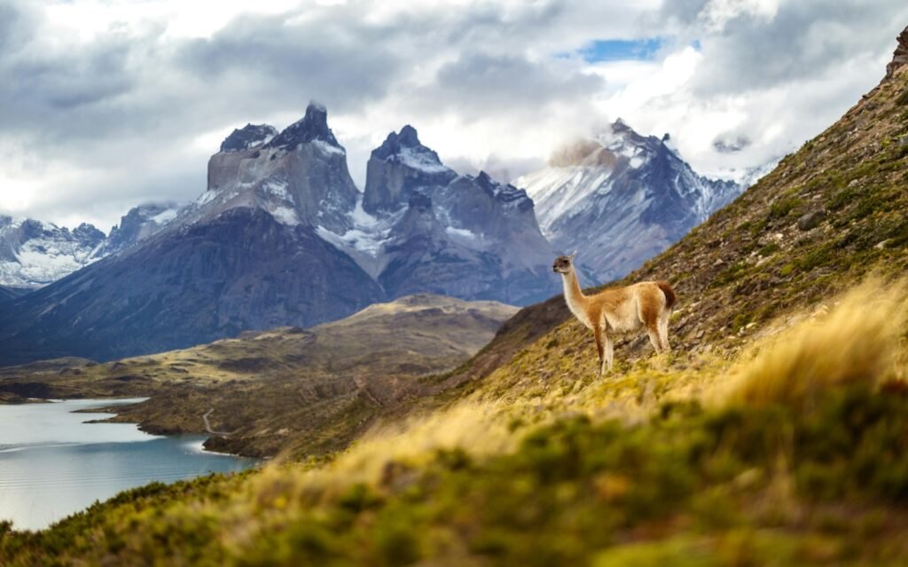 Explore as maravilhas do Parque Nacional Torres del Paine em uma excursão de dia inteiro saindo de El Calafate. Descubra paisagens deslumbrantes e uma rica fauna.