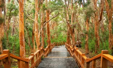 Explore o Bosque de Arrayanes e a Isla Victoria, cenários icônicos da Patagônia Argentina. Um passeio fascinante com natureza e história.