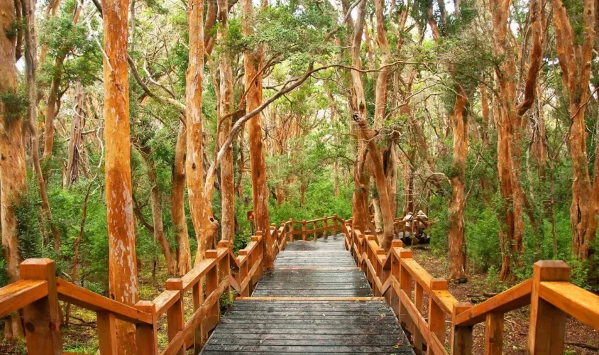 Perguntas e Respostas: Isla Victoria e Bosque de Arrayanes
