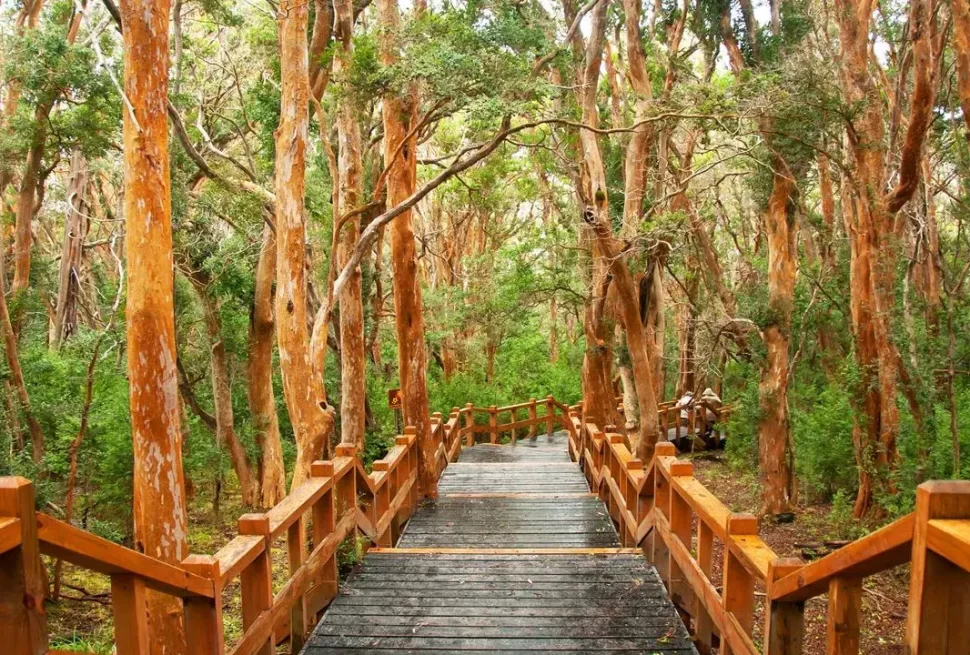 Explore o Bosque de Arrayanes e a Isla Victoria, cenários icônicos da Patagônia Argentina. Um passeio fascinante com natureza e história.
