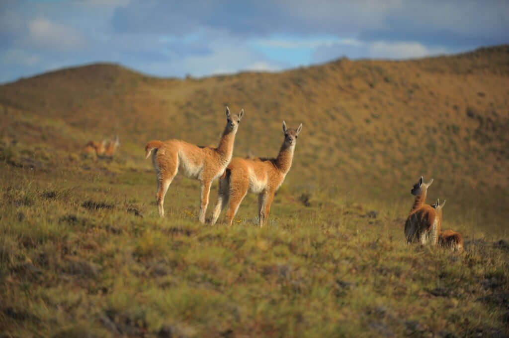 Experimente a emoção do Cerro Frias em El Calafate com atividades como 4x4, trekking, cavalgada ou tirolesa. Desfrute de vistas deslumbrantes e um delicioso almoço ou lanche.
