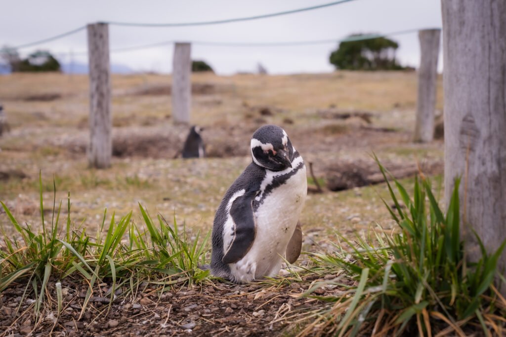 Caminhe ao lado dos pinguins de Magalhães e papuas na Ilha Martillo, um passeio único em Ushuaia com navegação.