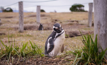 Caminhe ao lado dos pinguins de Magalhães e papuas na Ilha Martillo, um passeio único em Ushuaia com navegação.