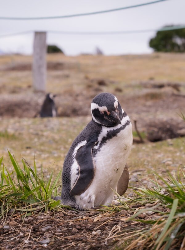 Caminhe ao lado dos pinguins de Magalhães e papuas na Ilha Martillo, um passeio único em Ushuaia com navegação.