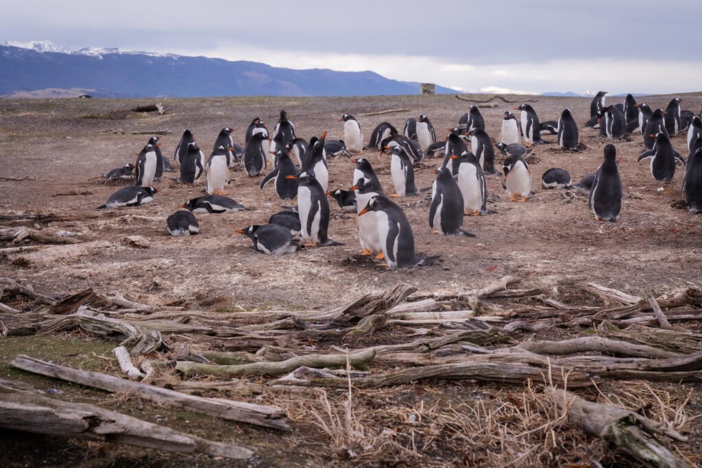 Caminhe ao lado dos pinguins de Magalhães e papuas na Ilha Martillo, um passeio único em Ushuaia com navegação.