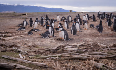 Caminhe ao lado dos pinguins de Magalhães e papuas na Ilha Martillo, um passeio único em Ushuaia com navegação.