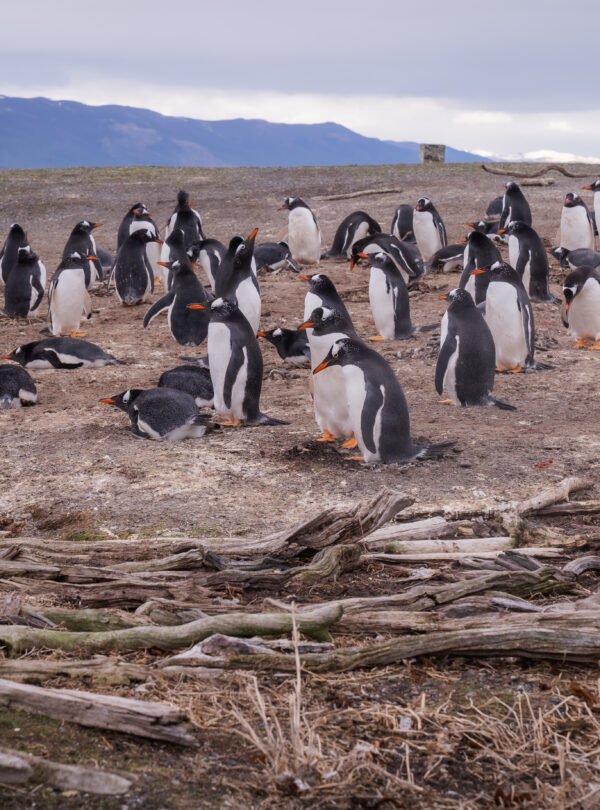 Caminhe ao lado dos pinguins de Magalhães e papuas na Ilha Martillo, um passeio único em Ushuaia com navegação.