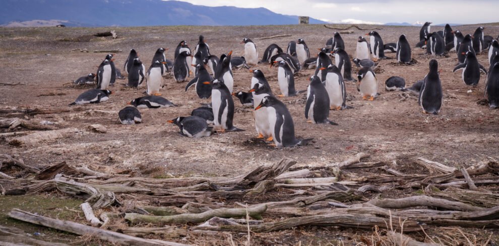 Caminhe ao lado dos pinguins de Magalhães e papuas na Ilha Martillo, um passeio único em Ushuaia com navegação.