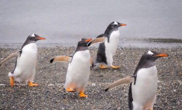 Caminhe ao lado dos pinguins de Magalhães e papuas na Ilha Martillo, um passeio único em Ushuaia com navegação.