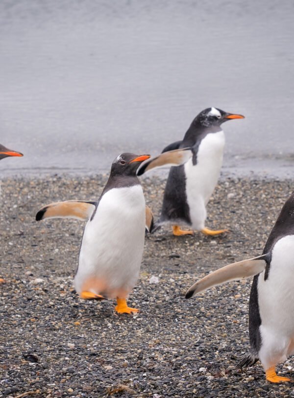 Caminhe ao lado dos pinguins de Magalhães e papuas na Ilha Martillo, um passeio único em Ushuaia com navegação.