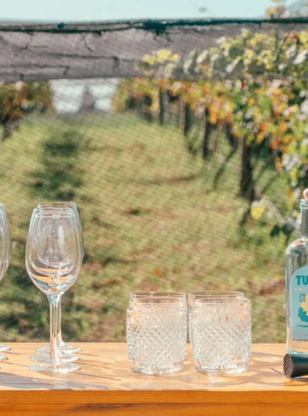 Passeio guiado pelos vinhedos da Bodega Gamboa, com foco na história e características do terroir de Campana.