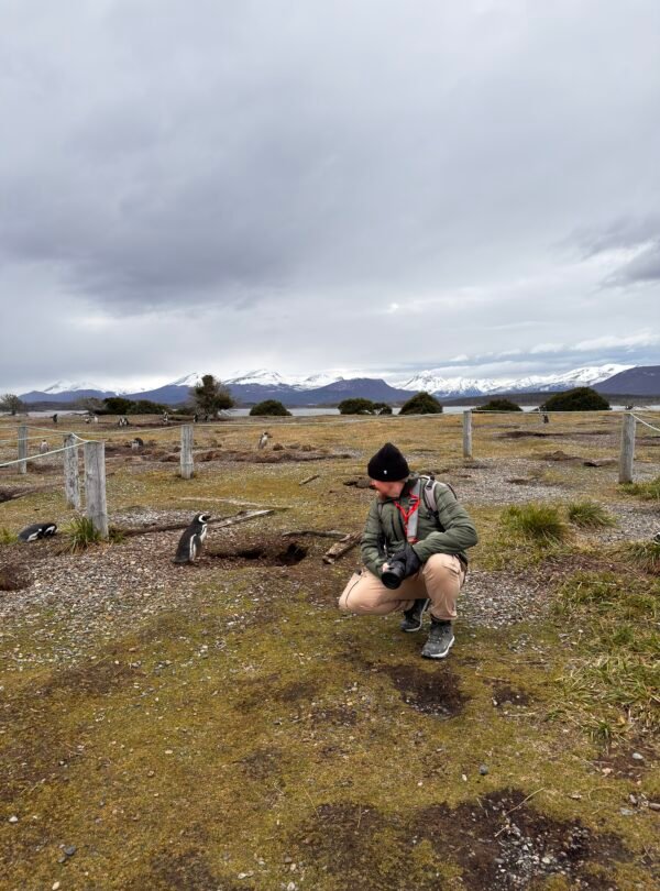 Caminhe ao lado dos pinguins de Magalhães e papuas na Ilha Martillo, um passeio único em Ushuaia com navegação.
