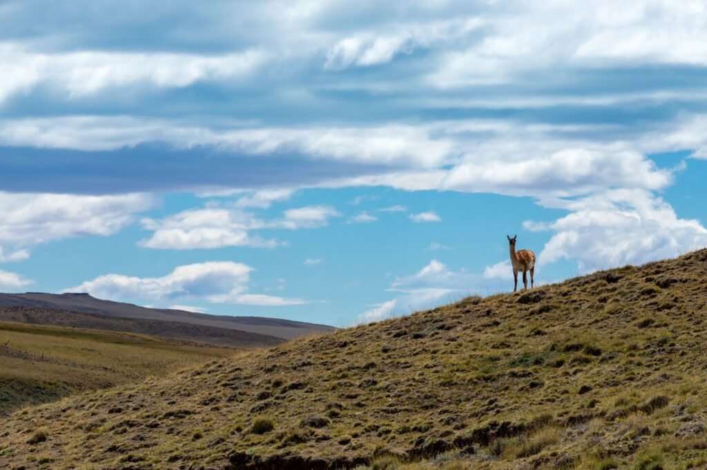 Explore a Patagônia Profunda em uma emocionante expedição 4x4. Visite sítios arqueológicos, observe a fauna local e desfrute de um delicioso almoço.