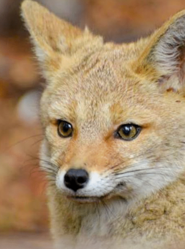 Expedição Off-road 4×4 Ushuaia: aventura com almoço, passagem pelo Passo Garibaldi e paisagens deslumbrantes nos lagos Escondido e Fagnano.