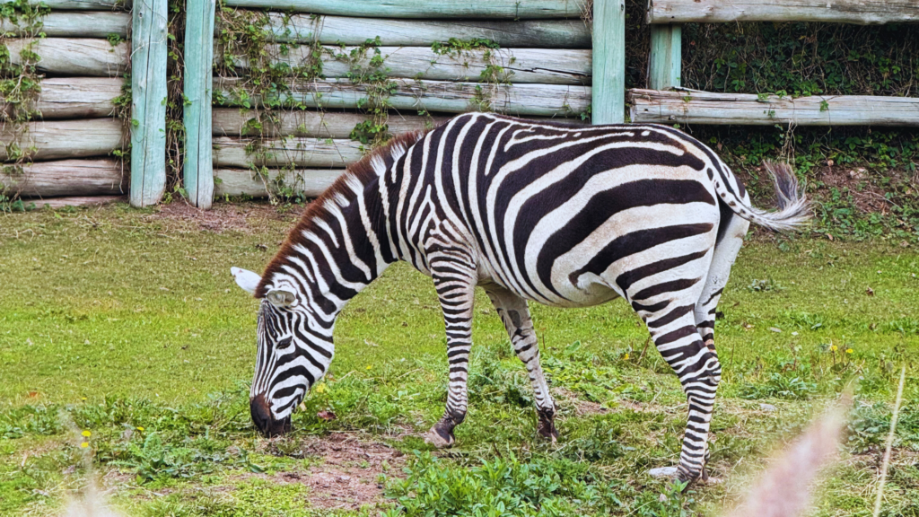 Explore o Bioparque Temaikèn em uma excursão perfeita para famílias. Inclui transporte, guia e ingressos. Divirta-se em meio à natureza!