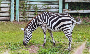 Explore o Bioparque Temaikèn em uma excursão perfeita para famílias. Inclui transporte, guia e ingressos. Divirta-se em meio à natureza!