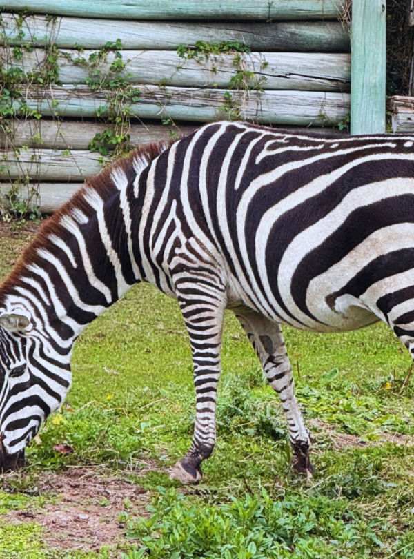 Explore o Bioparque Temaikèn em uma excursão perfeita para famílias. Inclui transporte, guia e ingressos. Divirta-se em meio à natureza!