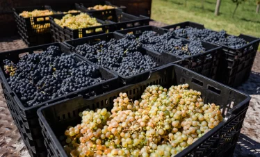 Descubra a imersão gastronômica e vinícola da Bodega Gamboa, com degustação de vinhos exclusivos e almoço harmonizado.