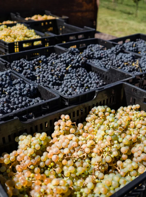 Descubra a imersão gastronômica e vinícola da Bodega Gamboa, com degustação de vinhos exclusivos e almoço harmonizado.