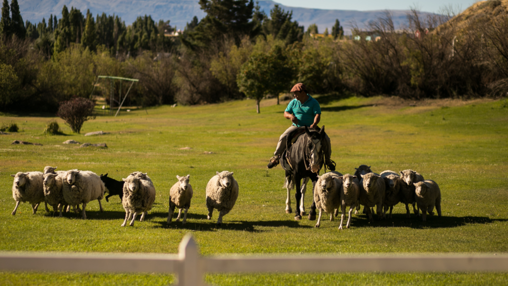 Estância 25 de Mayo: tour completo e um jantar patagônico acompanhado de show folclórico. Uma experiência única na Patagônia!