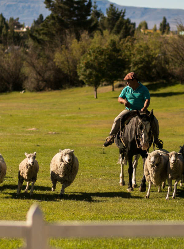 Estância 25 de Mayo: tour completo e um jantar patagônico acompanhado de show folclórico. Uma experiência única na Patagônia!