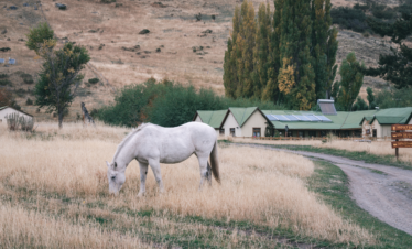 Explore a autêntica fazenda Nibepo Aike na Patagônia. Desfrute de atividades tradicionais em um dia de campo inesquecível.