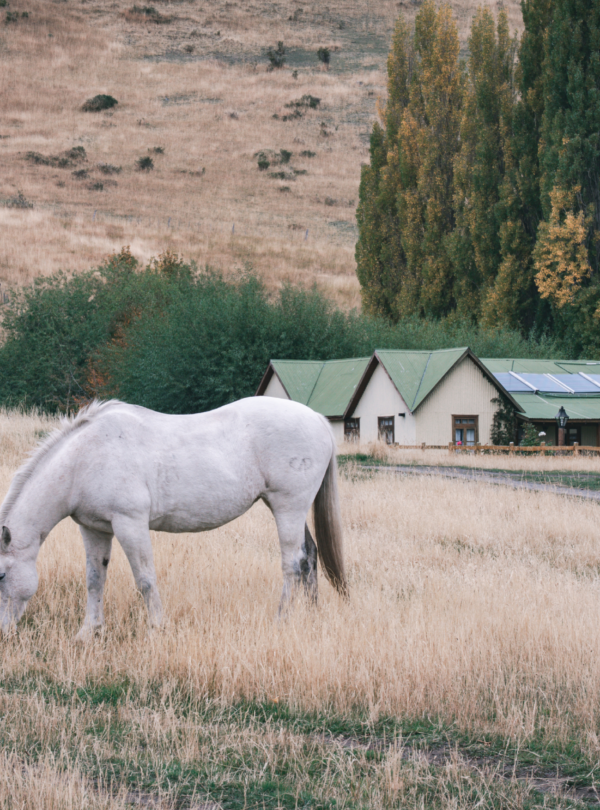 Explore a autêntica fazenda Nibepo Aike na Patagônia. Desfrute de atividades tradicionais em um dia de campo inesquecível.