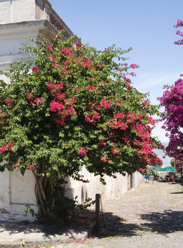 Colonia del Sacramento Inesquecível é em um passeio de um dia completo com saída de Buenos Aires todos os dias.