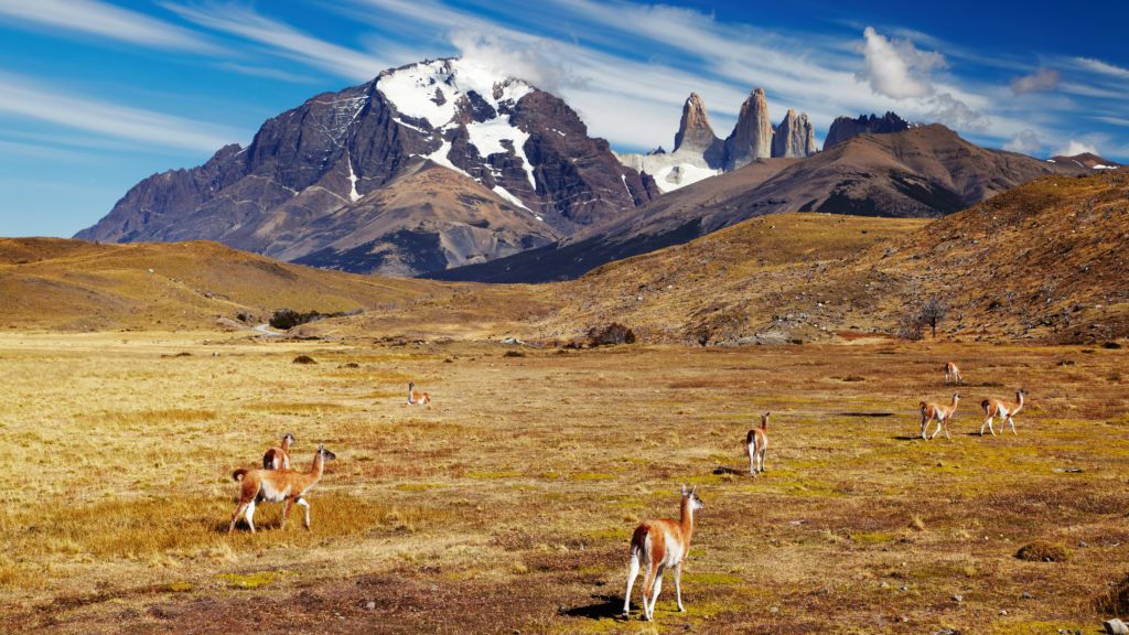 Explore as maravilhas do Parque Nacional Torres del Paine em uma excursão de dia inteiro saindo de El Calafate. Descubra paisagens deslumbrantes e uma rica fauna.
