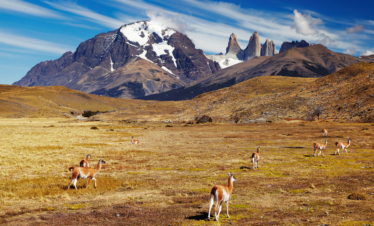 Explore as maravilhas do Parque Nacional Torres del Paine em uma excursão de dia inteiro saindo de El Calafate. Descubra paisagens deslumbrantes e uma rica fauna.