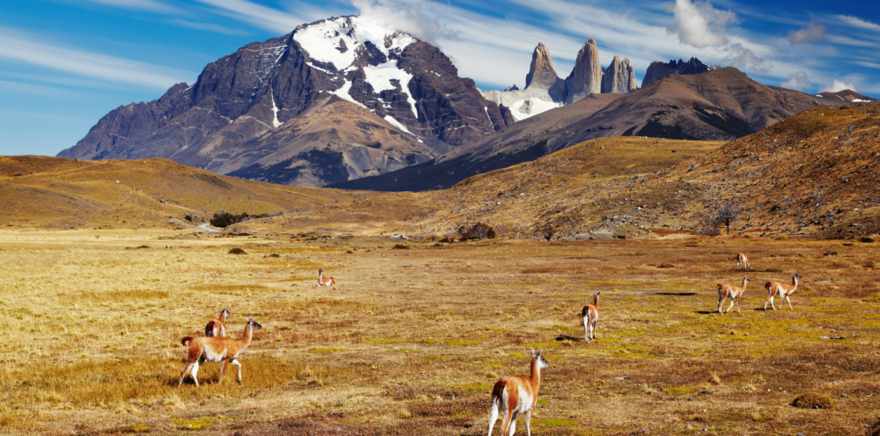 Explore as maravilhas do Parque Nacional Torres del Paine em uma excursão de dia inteiro saindo de El Calafate. Descubra paisagens deslumbrantes e uma rica fauna.