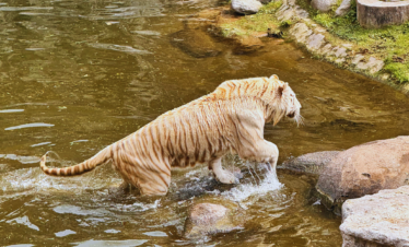 Explore o Bioparque Temaikèn em uma excursão perfeita para famílias. Inclui transporte, guia e ingressos. Divirta-se em meio à natureza!