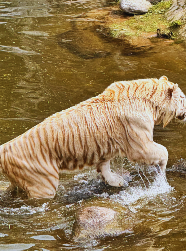 Explore o Bioparque Temaikèn em uma excursão perfeita para famílias. Inclui transporte, guia e ingressos. Divirta-se em meio à natureza!