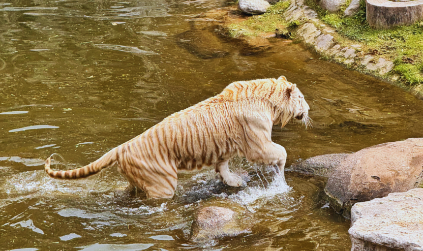 Explore o Bioparque Temaikèn em uma excursão perfeita para famílias. Inclui transporte, guia e ingressos. Divirta-se em meio à natureza!