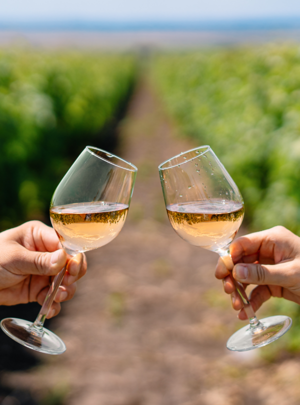 Wine tour Colonia del sacramento, desfrute de uma experiência vinícola com visita guiada, degustação de vinhos e almoço harmonizado.