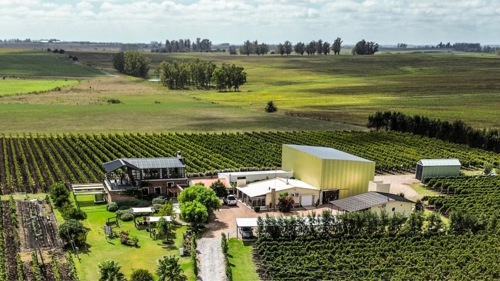 Wine tour Colonia del sacramento, desfrute de uma experiência vinícola com visita guiada, degustação de vinhos e almoço harmonizado.