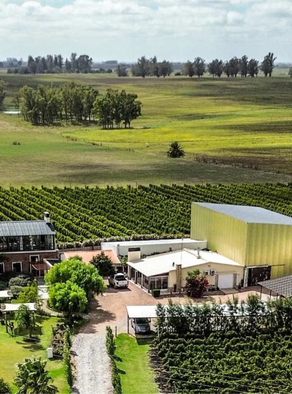 Wine tour Colonia del sacramento, desfrute de uma experiência vinícola com visita guiada, degustação de vinhos e almoço harmonizado.
