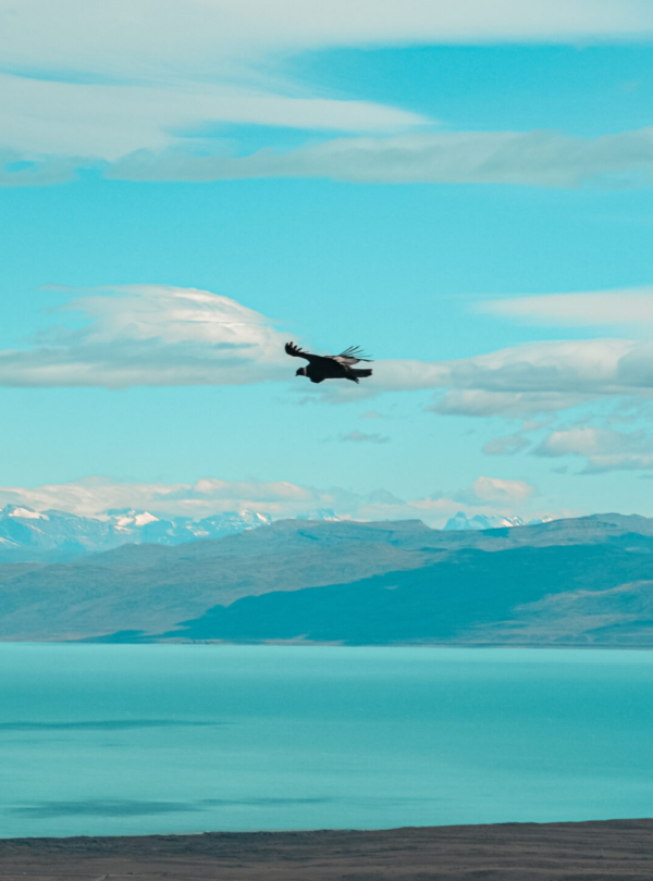 Explore os Balcones de Calafate em um emocionante passeio 4x4. Mirantes, fósseis e vistas panorâmicas da Patagônia em uma experiência única.