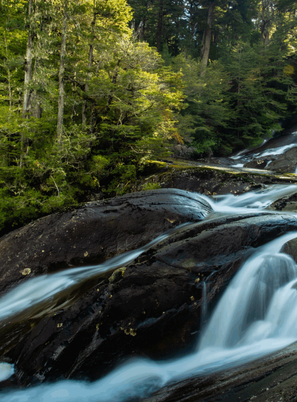 Descubra paisagens deslumbrantes com a My Little Buenos Aires na selva valdiviana em Puerto Blest e a cascada Los Cántaros.