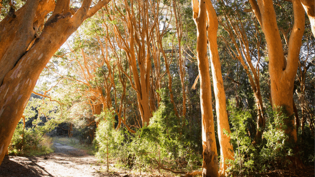 Explore o Bosque de Arrayanes e a Isla Victoria, cenários icônicos da Patagônia Argentina. Um passeio fascinante com natureza e história.