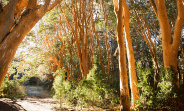 Explore o Bosque de Arrayanes e a Isla Victoria, cenários icônicos da Patagônia Argentina. Um passeio fascinante com natureza e história.