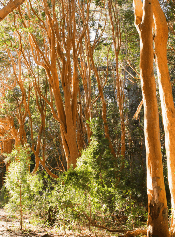 Explore o Bosque de Arrayanes e a Isla Victoria, cenários icônicos da Patagônia Argentina. Um passeio fascinante com natureza e história.