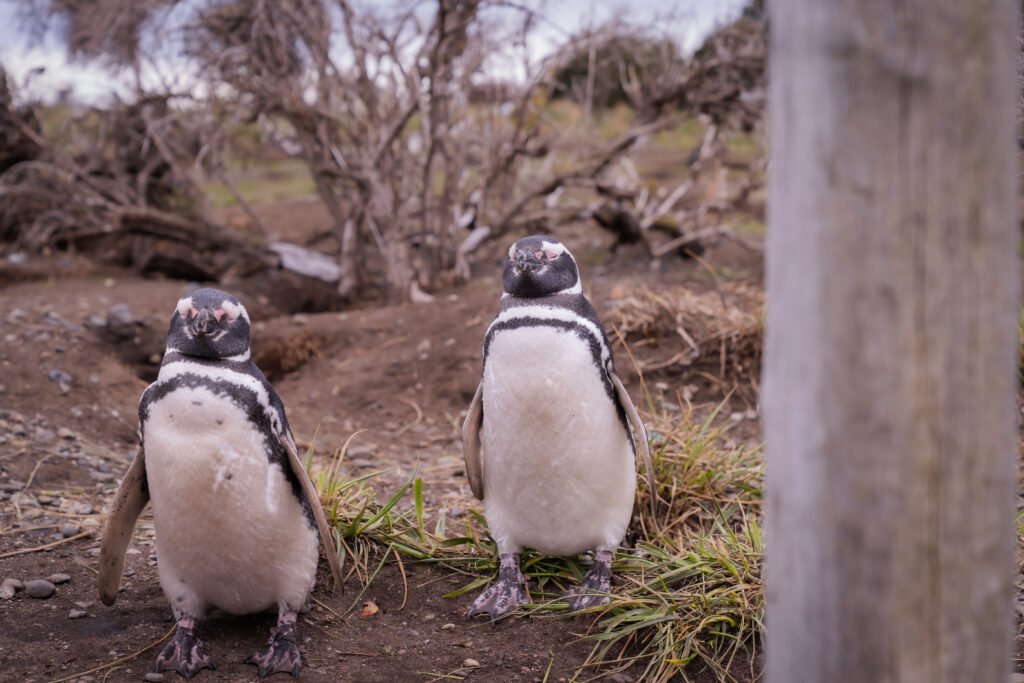 Caminhe com pinguins Magalhães e papuas na Ilha Martillo, em Ushuaia, explorando Tierra del Fuego com guia especializado.